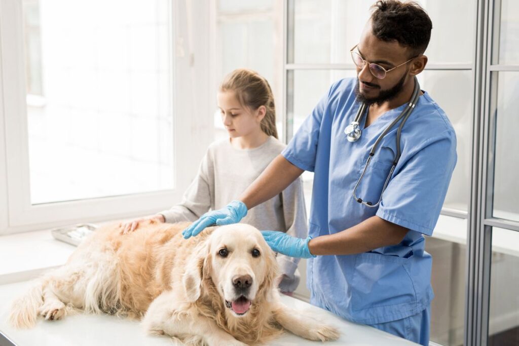 assurance santé canine